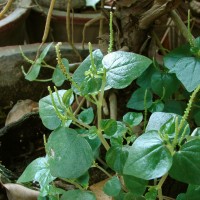 Peperomia pellucida (L.) Kunth